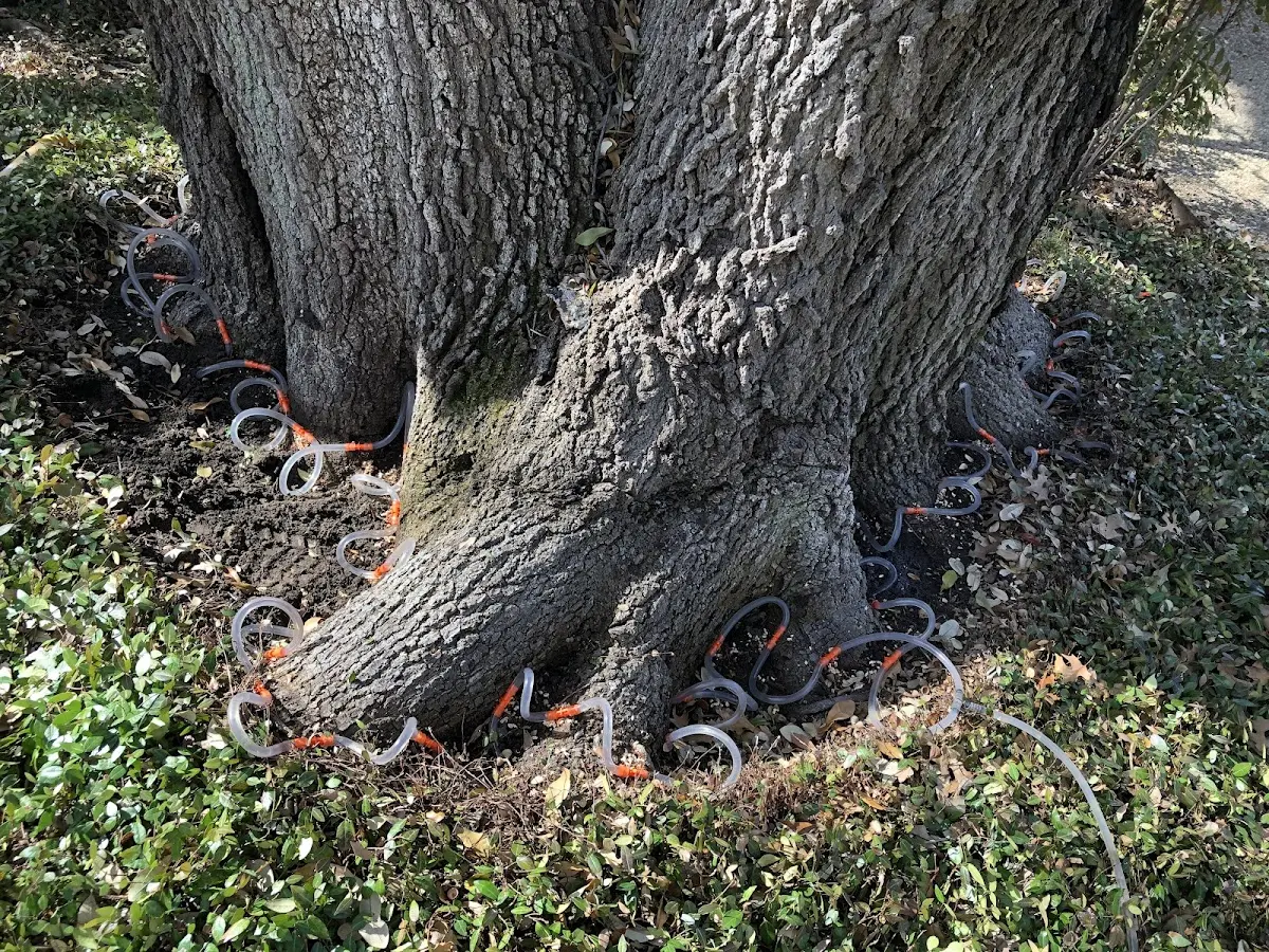 Detailed Tree Cabling and Bracing job site in Carrsville