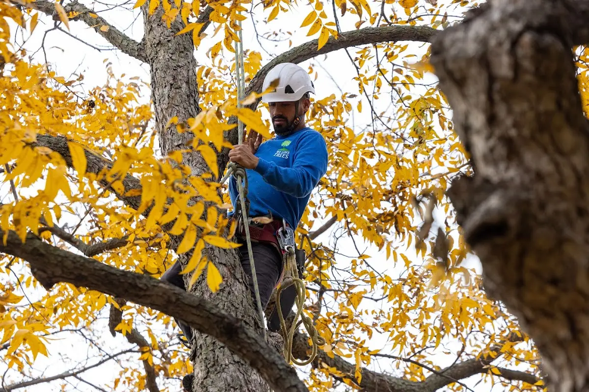 Skilled Tree Planting crew working in Carrsville